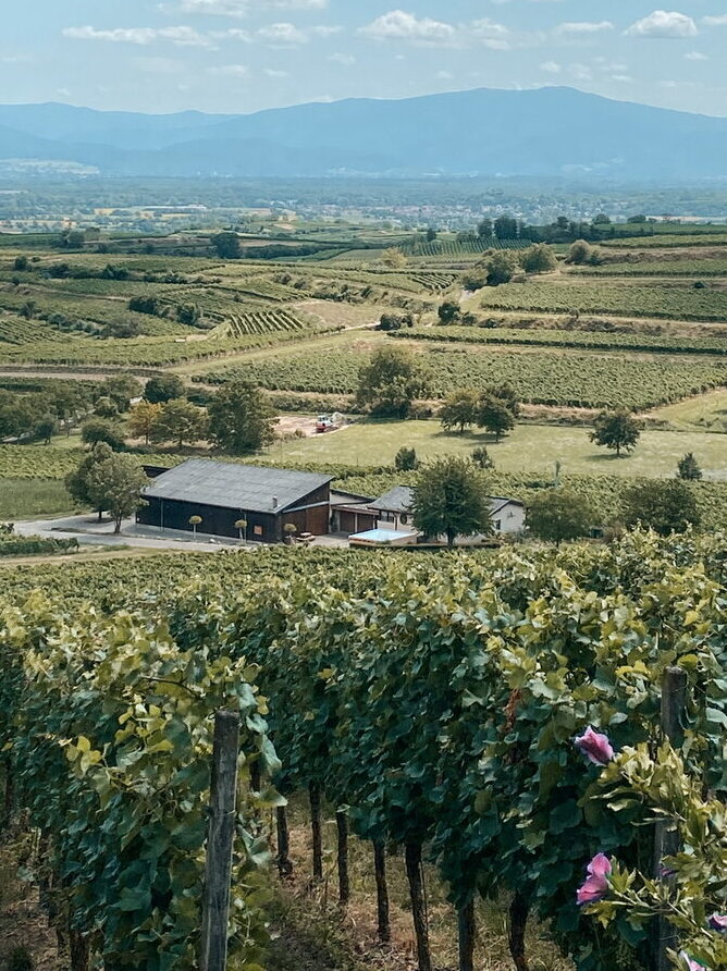 Bistro der Kulturen Koch